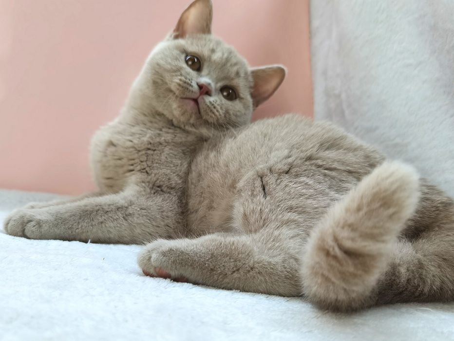 Фавн(осветленный циннамон) кошечка с родословной