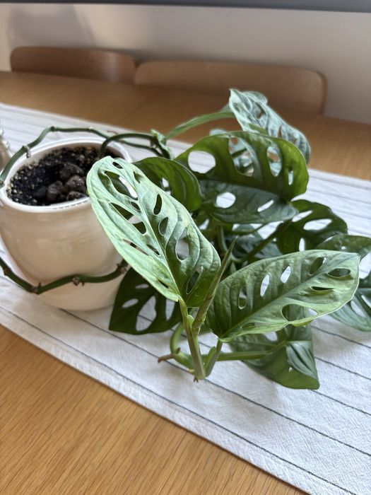 Monstera monkey