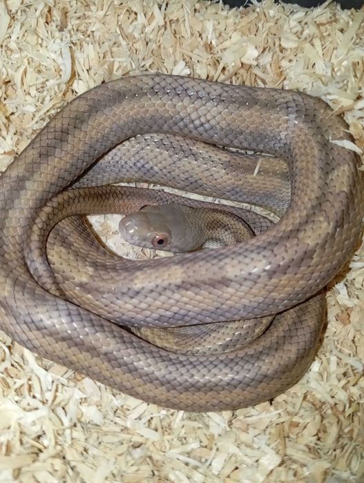 Pantherophis alleghaniensis Wąż smugowy.