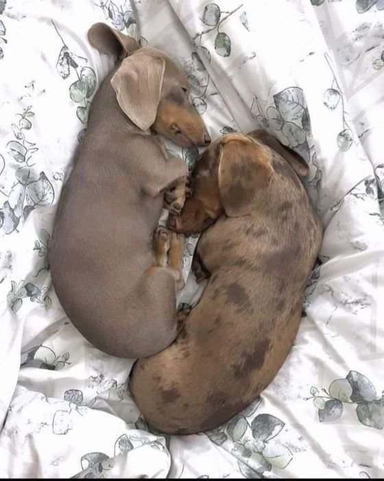 Продаються шикарні дівчатка рідкісного окрасу