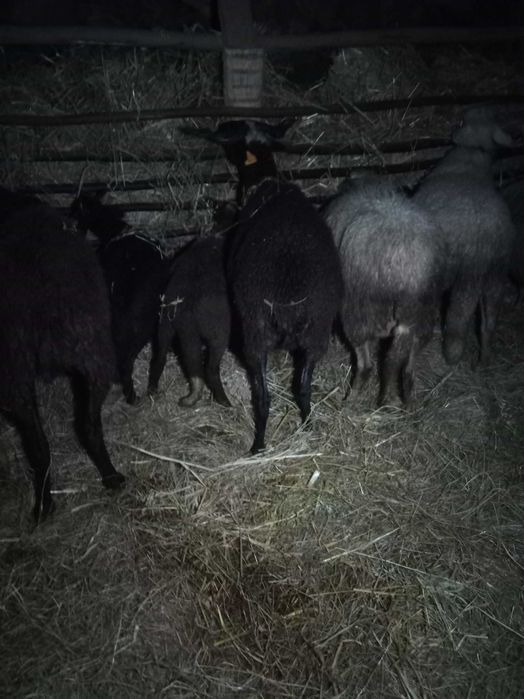 Vendo ovelha com 2 crias já grandes