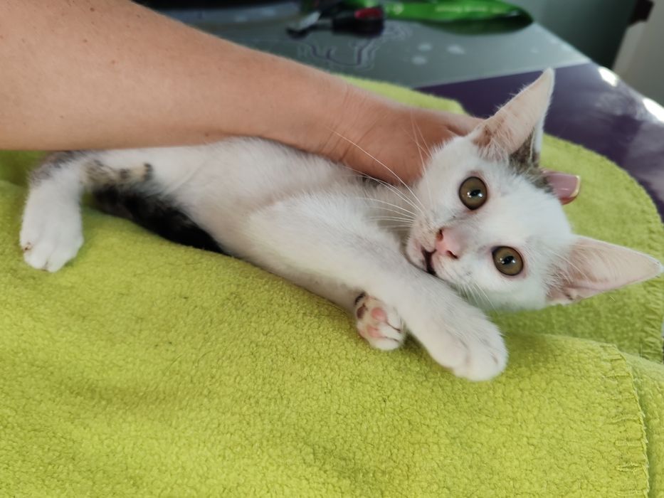 Dou gatinhos machos