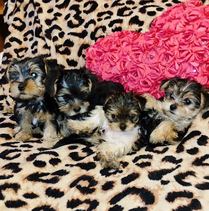 Цуценята йоркширського тер’єра - Подарунок на 8 березня