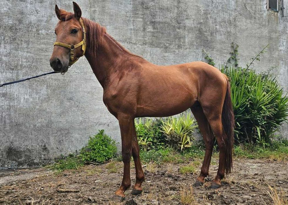 Poldro Lusitano