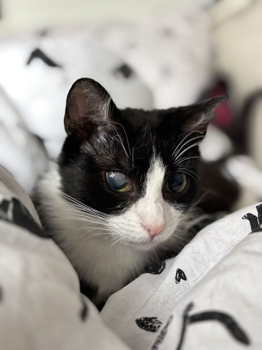Melania/kotka do adopcji