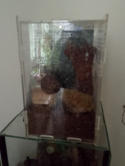 Terrarium Ptasznik wenezuelski Irminia