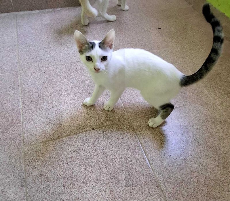 Gatinho para adoção