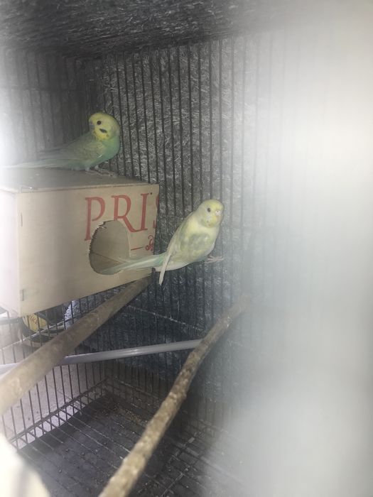 Troco ou vendo dois casais de periquitos