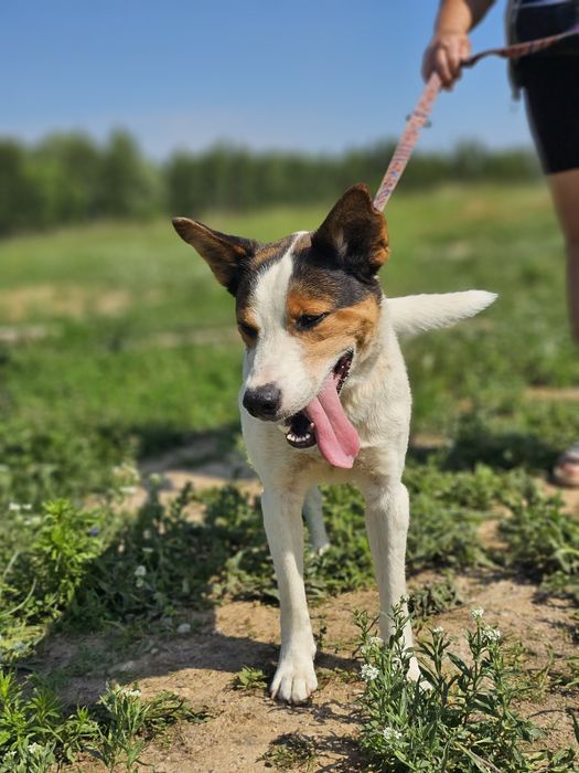 Pixel, pies szuka domu