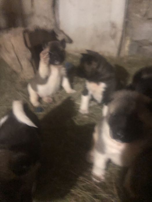 Американська акіта, малята