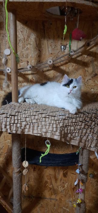 Кішечка шукає дім