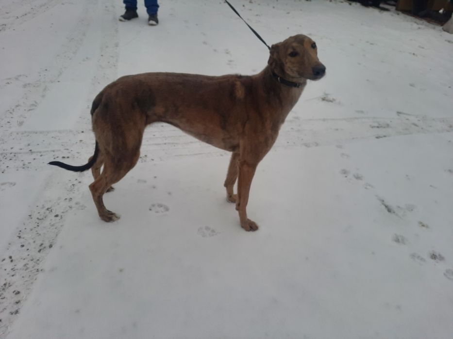 Chart greyhound suka