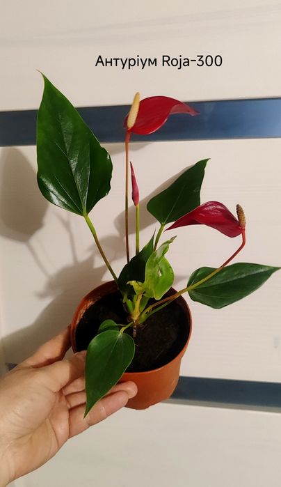 Антуріум різні сорти