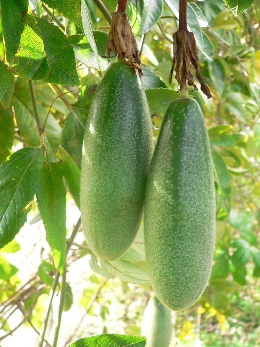 50 Sementes bio de maracujá banana (Curuba )-Sem químicos