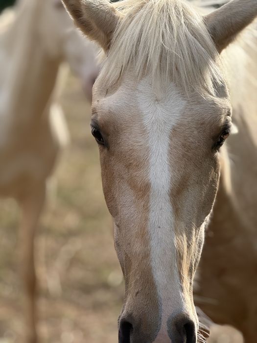 The Lusitano of your dreams is here !!!