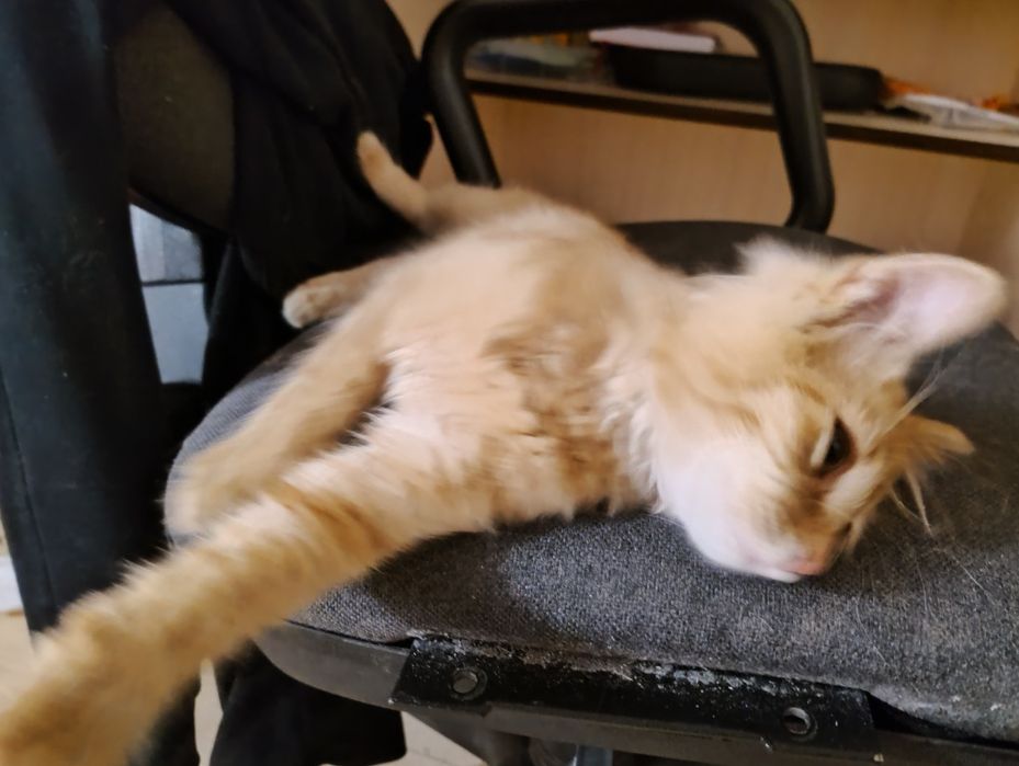 Кошенята Буча 2місяці+