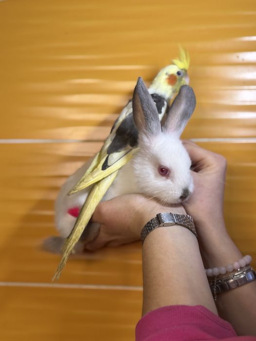 Декоративний карликовий кролик, ручні кроленята