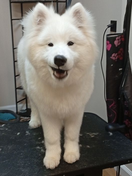 Fryzjer dla psa Groomer