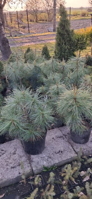 Sosna himalajska kosodrzewina bośniacka