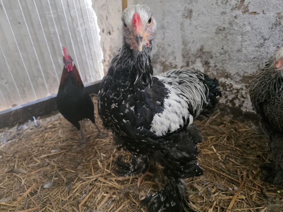 Kogut y brahmy, feniksy,  silki,ayam