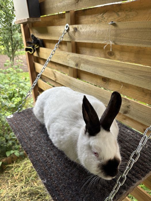 Królik kalifornijski samica rodowód