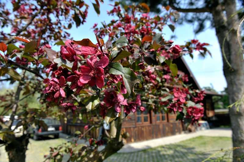 Apartament i Pokoje Gościnne "U Śliwów" [Centrum]