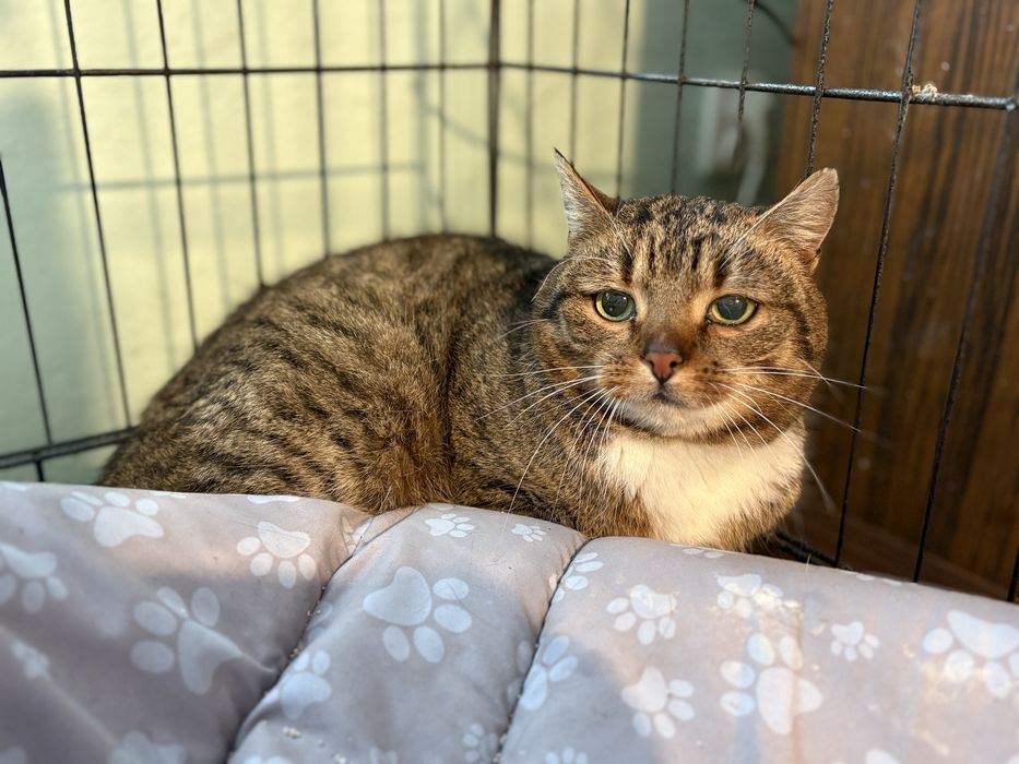 Adoptuj kotke - Kami szuka domu