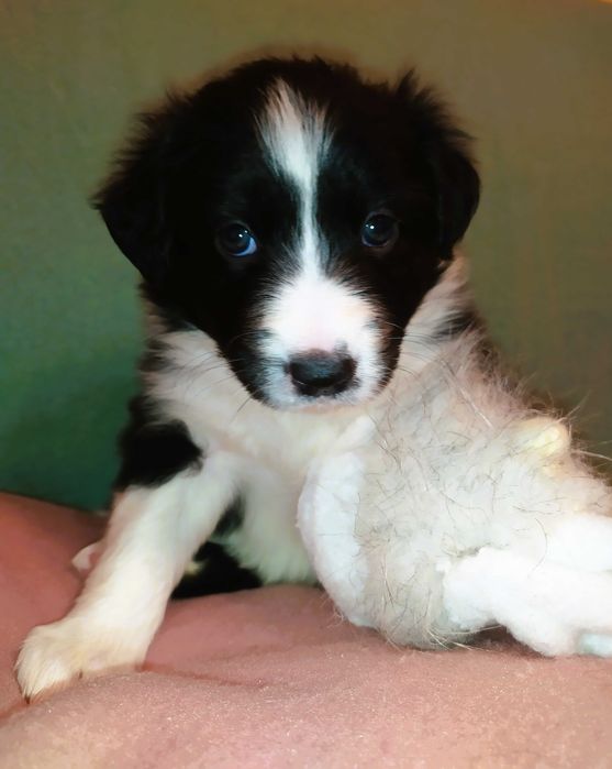 Border collie szczenię