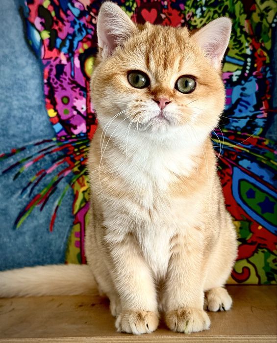 Золота шиншала кошенята! BRI ny12 (дівчинка)