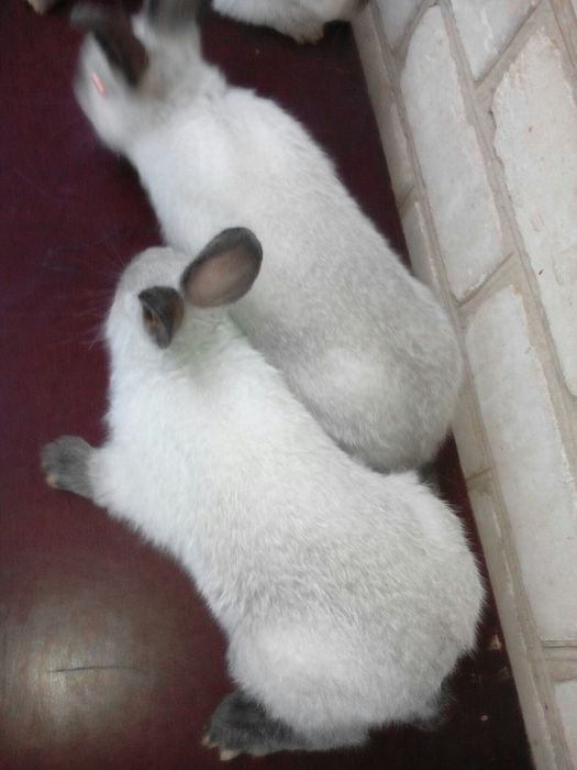 Каліфорнія кролики.