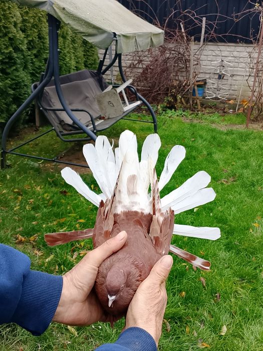 Orliki wiśniowe czerwone