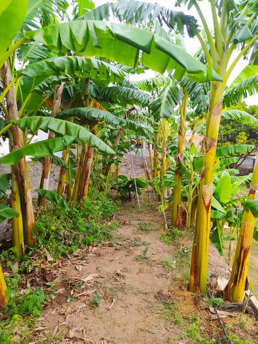 Bananeiras envasadas vários tamanhos