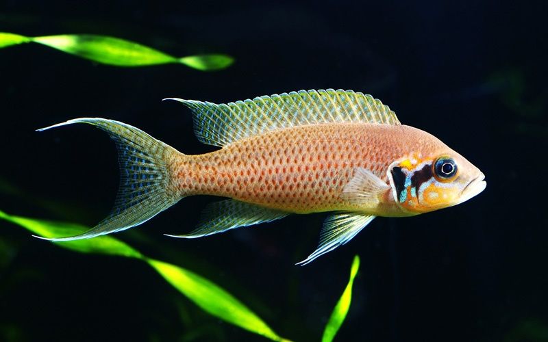 Neolamprologus brichardi księżniczka z Burundi 2 tanganika