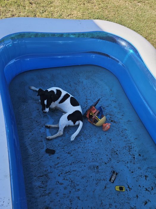 Pies z rodowodem Jack russell terrier