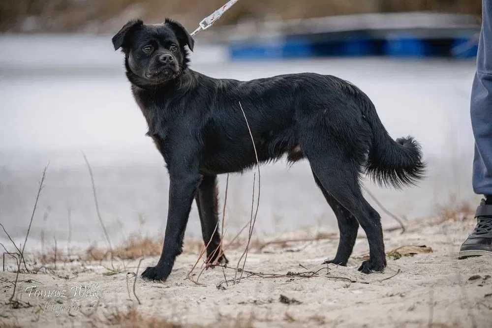 Dom dla Arusia- super pies do adopcji