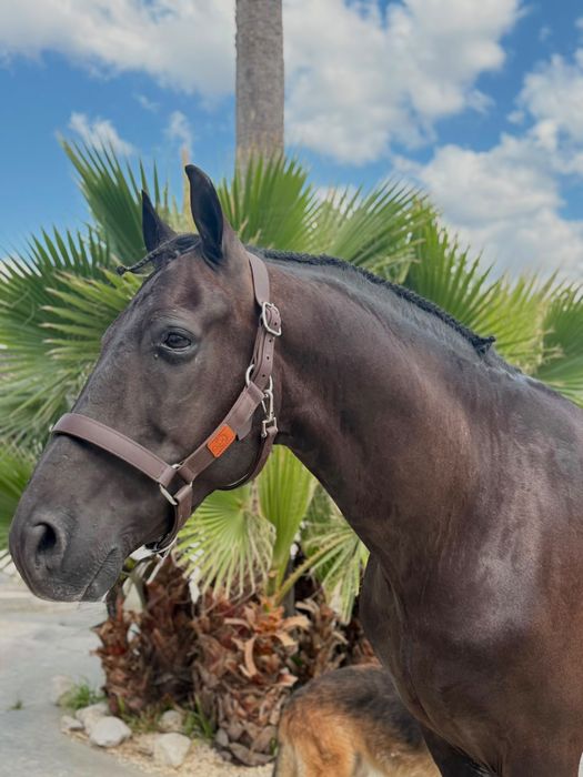 Cavalo cruzado PRE