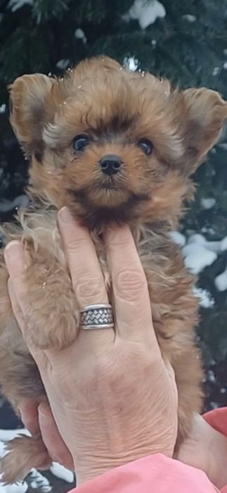 Дивовижний хлопчик ,красунчик.