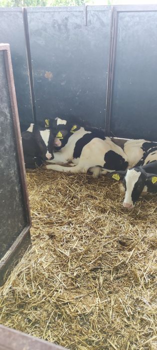 Реалізуємо телят