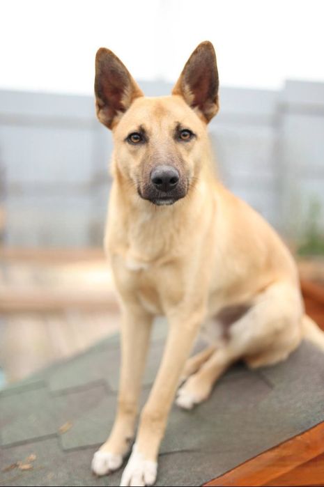 Отдам даром в добрые руки щенка метис овчарки