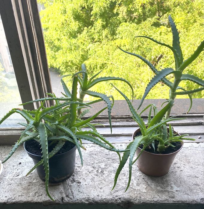 Алое деревоподібне (столітник)