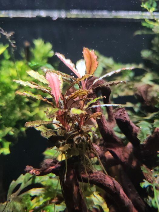 Bucephalandra !!!