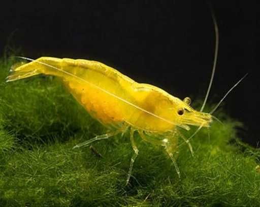 GB Krewetka Żółta - Yellow - dowóz ryb!