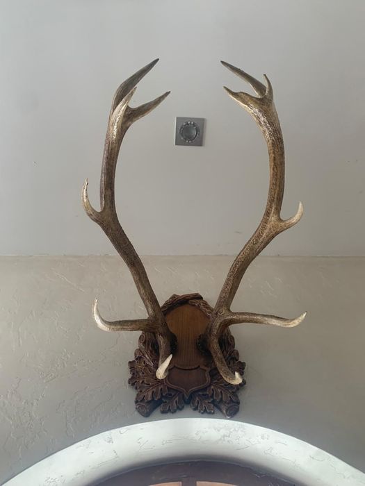 Підставка під роги,ікла, чи інший трофей( медальйон)