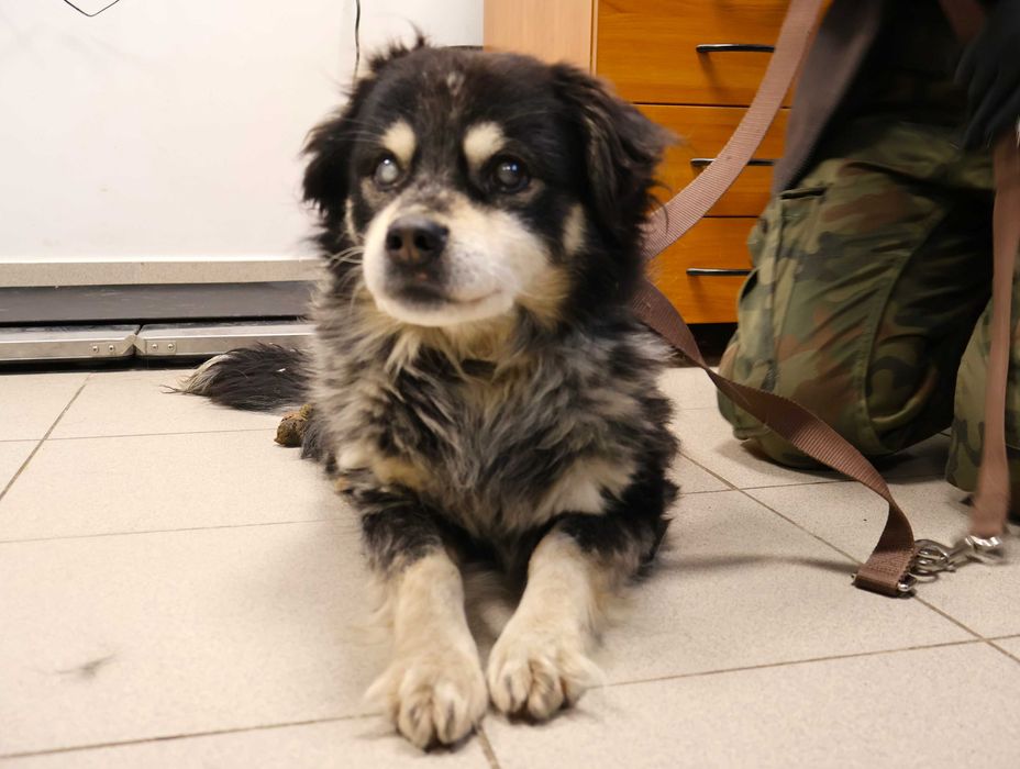 Senior Bafi szuka domu