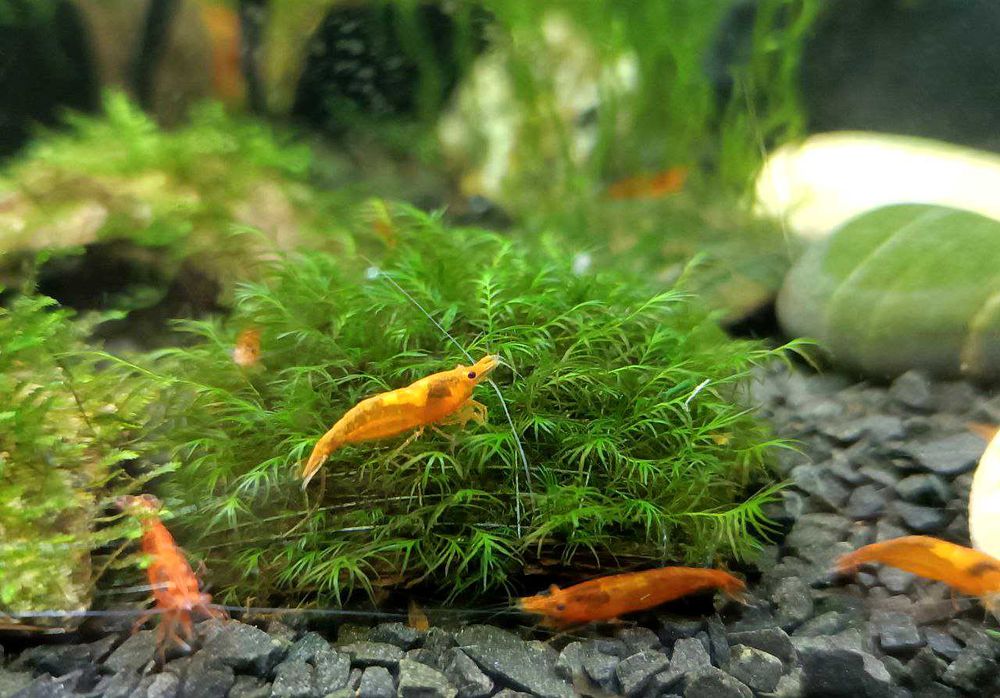 Креветки Неокардини Помаранчеві (Orange Sakura) 20 грн за штуку