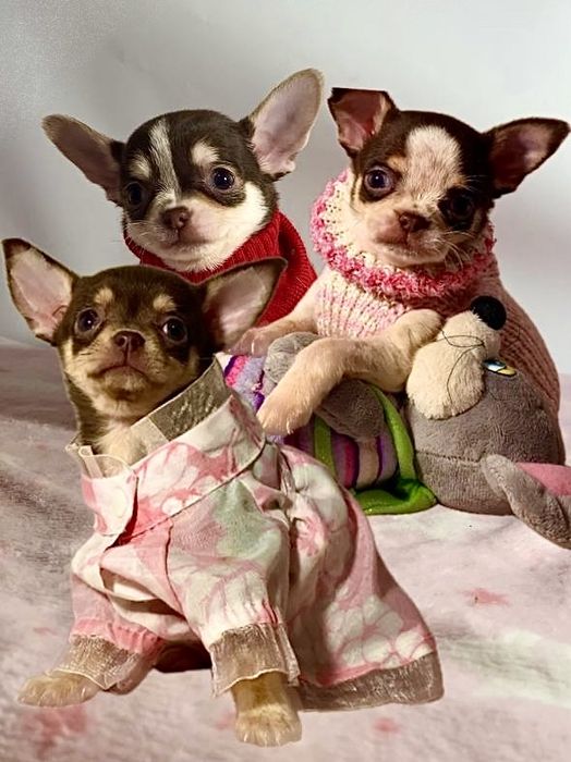 Гарненькі  крихітки міні чихуахуа