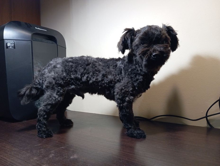 Ice Man piesek rasy Rosyjska Bolonka Kolorowa