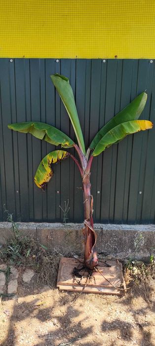 Bananeira de Bananas Vermelhas Musa Acuminata
