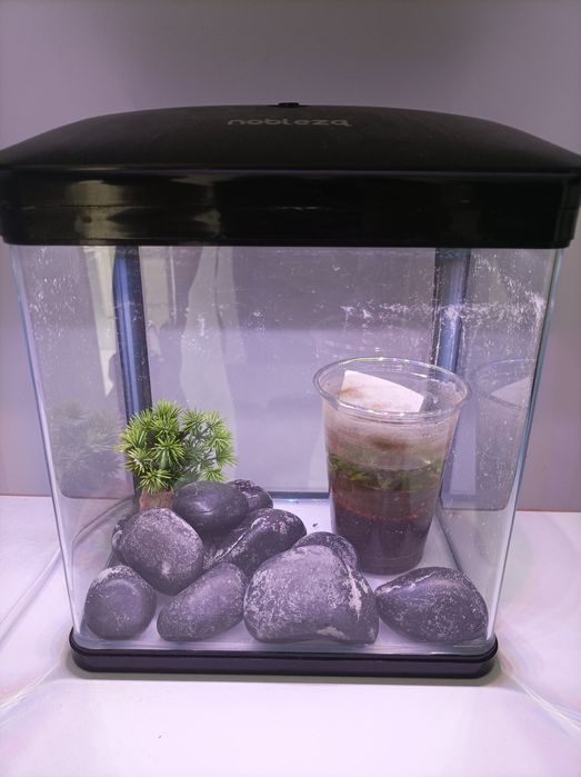 Akwarium na krewetki lub małą rybkę