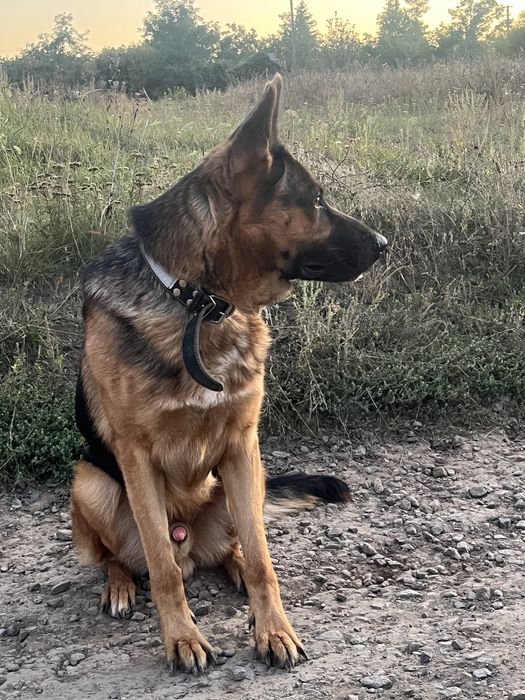 Вязка Німецькоі вівчарки